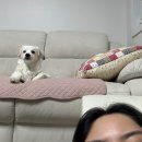 명랑견생 | [사는 얘기] 1/5~1/11