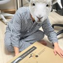 2742 | [내돈내산]인터픽셀IP2742 구매후기 + 남편의 게이밍모니터 생일선물하기