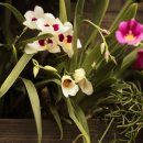 밀토니아(miltonia)