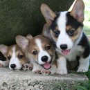 애견백과 - 카디건 웰시 코기 (Cardigan Welsh Corgi) 이미지