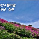 24년 4월 28일 백양산 철쭉 ( 백양터널 ~ 어린이 대공원) 이미지