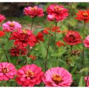 바다요정 이미지