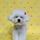 마이멍멍 이미지