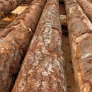 통나무이야기 이미지