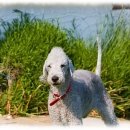 컴투펫 위탁보호센터 서울점 이미지