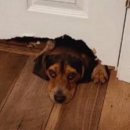 뿔난강아지 이미지