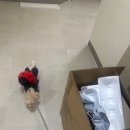 더나은펫 | [제품리뷰] Aurevit 저소음 강아지 고양이 펫드라이룸 애견 드라이기 사용해봤어요