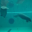 오키나와 추라우미 수족관(美ら海 水族館, ちゅらうみ すいぞくかん)의 매너티(manatee) 이미지