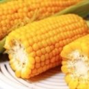 빈센트 핏 이미지