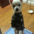 코코아도그 이미지