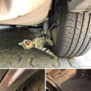 할리우드펫 이미지