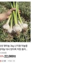 재미보따리 | 시나노 골드사과 싱싱보따리 구매 후기 아삭하고 달콤한 브리치즈사과샌드위치 만들기