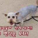 왈왈이 Daum카페