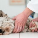 일산 클래식 동물병원 이미지