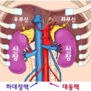 신장 질환의 모든 것 - 예방과 원인, 치료의 방법은 이미지