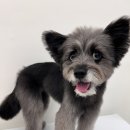 망고펫살롱 이미지