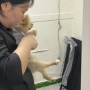 BOB 애견용품 아울렛 이미지