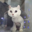 함께냥 본점 이미지