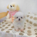 꽃강아지 이미지