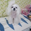 까까줄개 이미지