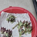 춘수농장 이미지