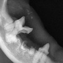 파스텔동물병원 이미지