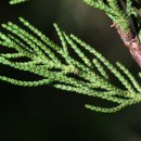 향나무로 이미지