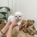 퍼피룸 네이버블로그