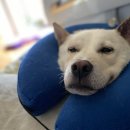 해태동물병원 이미지