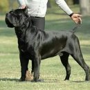 도그월드 이미지