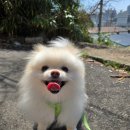 부산애견호텔 강아지유치원 애견미용 맘바이 수영구점 이미지