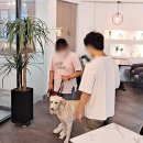 미용하는 훈련사 | 애견관리사 자격증 후기 공부법 시험 꿀팁