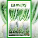 씨드