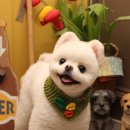 바둑이 이발소 이미지