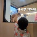 내친구고양이 | [아기랑 가볼 만한 곳] 6세 아이랑 캣 카페, 서현역 못 말리는 고양이 내 돈 내산 솔직 후기