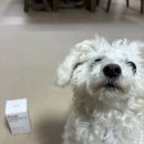 멍프레시 | 믿고 먹이는 농심! 다복이가 먹어봤멍 급여 후기🐶 [프레쉬 오메가3 프리미엄]