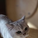 퍼피라운지
