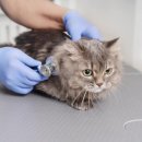 신흥동물병원 이미지