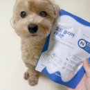 더덴탈 | 강아지 덴탈껌 프롬더셀 개껌으로 입냄새 치석까지 해결