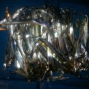 개도민박 이미지