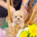 미소애견샵 | 부평애견분양 부천 애견샵 궁금증 해결!