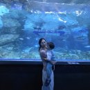 루피네 | 씨라이프 코엑스 아쿠아리움 잔망루피 콜라보 아기와 다녀온 후기