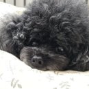 정창수외과동물병원 이미지