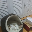 얌이 이미지