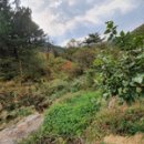 무릉도원면-20 이미지