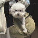 댕글댕글유치원 | 김보리 꿀잠 예약 -⭐️ 용인 애견카페 댕글라이프에서 멍친구들 만나기