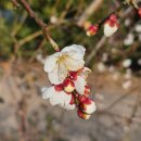 제주각시 이미지