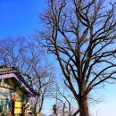 설봉삼거리~설봉공원삼거리 | 이천 설봉산3차 설경(이천 가볼만한곳)