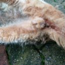 연세삐아제 어린이집 이미지