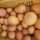 달달하니 맛좋은 제주도 오렌지(청견) 주문받습니다 이미지